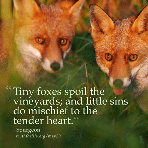 Little sins do mischief to the tender heart Truth For Life