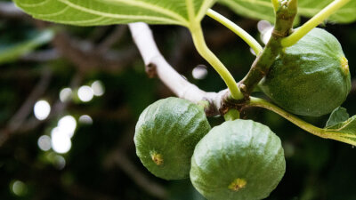 Lessons from the Fig Tree (Part 1 of 4)