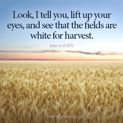 The fields are white - Truth For Life