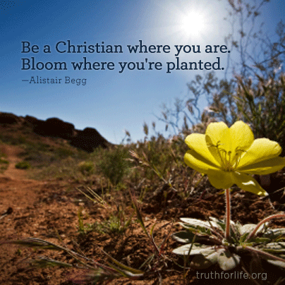 Bloom where you are planted - Truth For Life